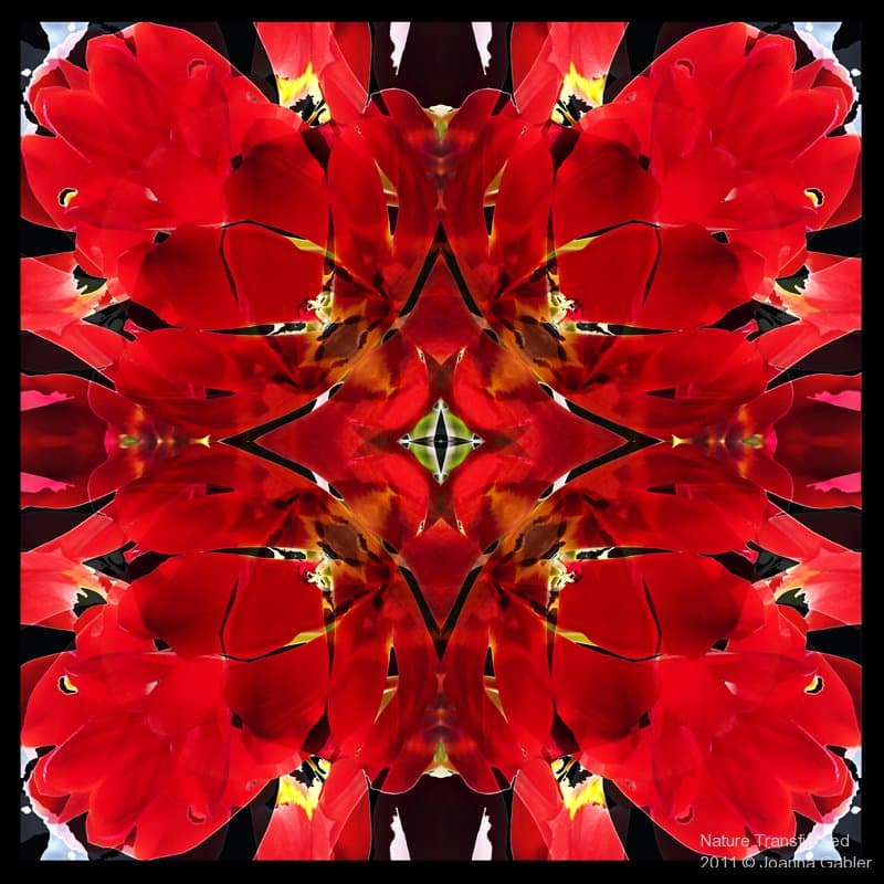 Tulips 4 2