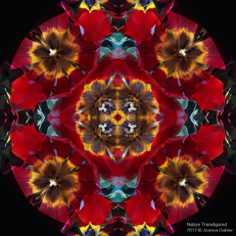 Tulips 1