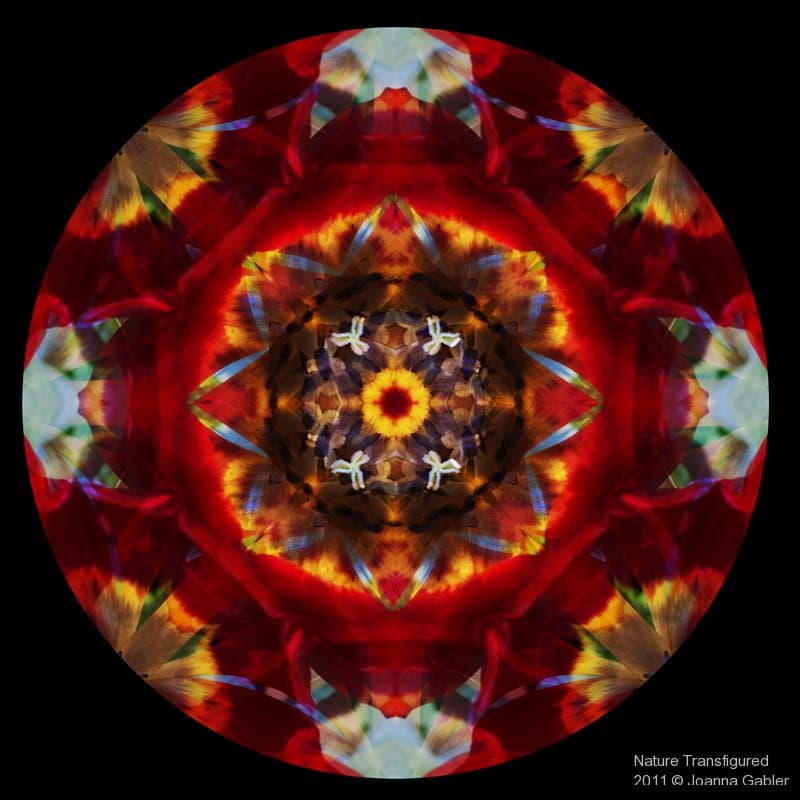 Tulips 6
