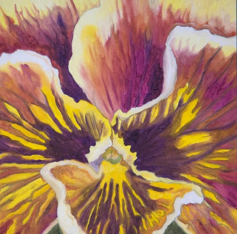 Pansy 2