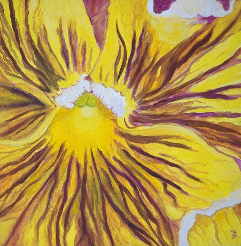 Pansy 3
