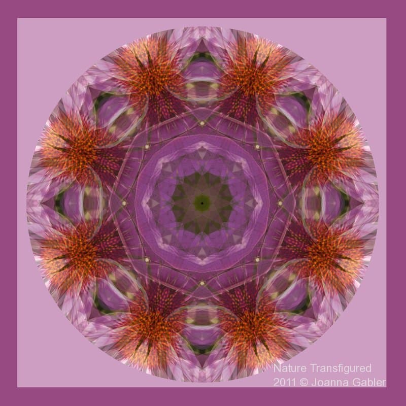Echinacea Mandala 3