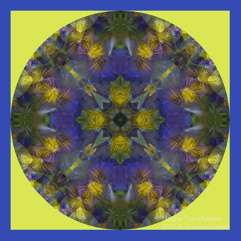 Pansy Mandala 2