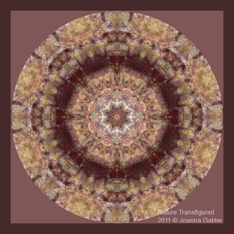 Rhododendron Mandala 5