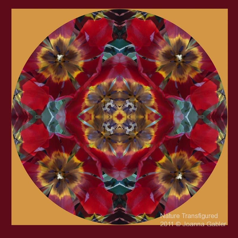 Tulip Mandala 2