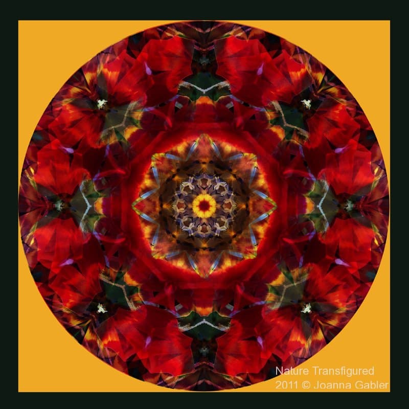 Tulip Mandala 2