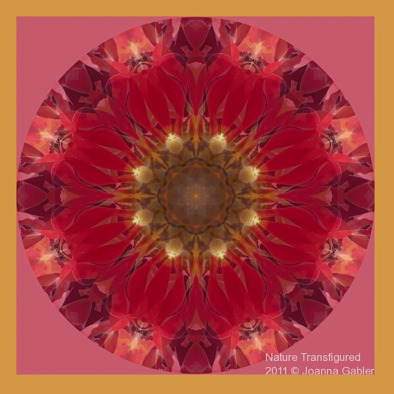 Tulip Mandala 3