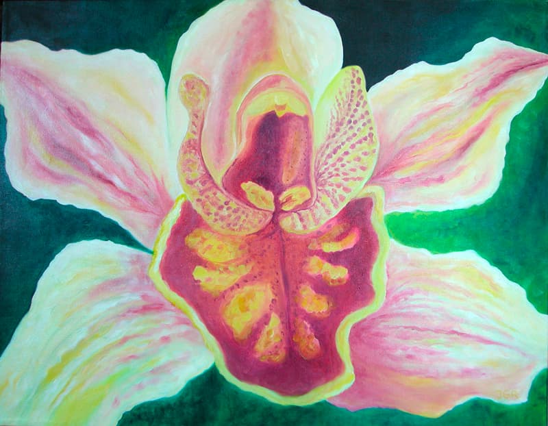 Cymbidium Orchid