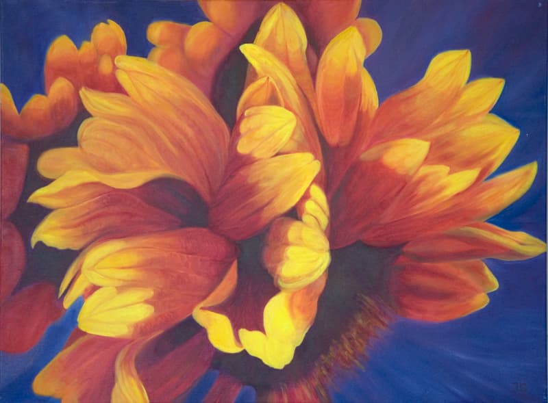 Gaillardia — Long