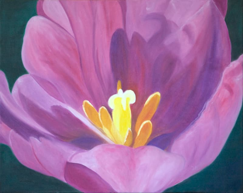 Magenta Tulip