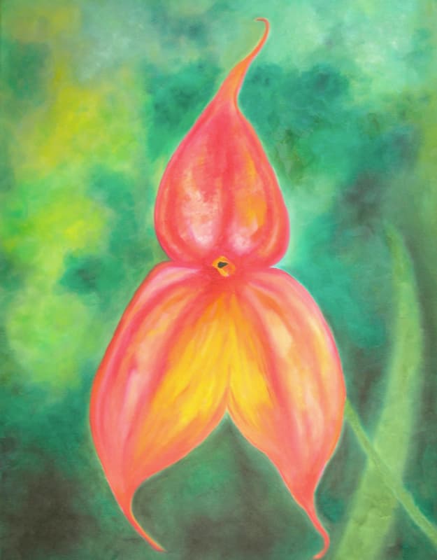 Masdevallia Veitchiana Orchid 0014