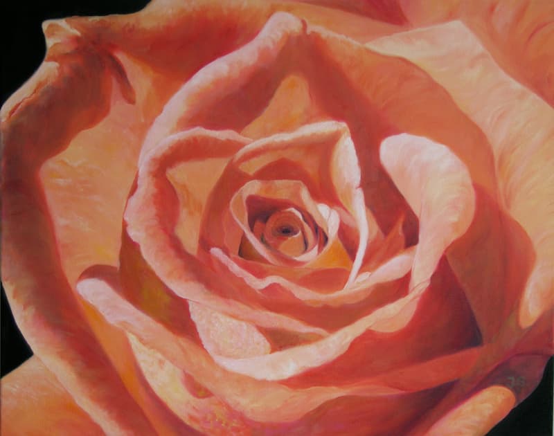 Orange Rose 4479