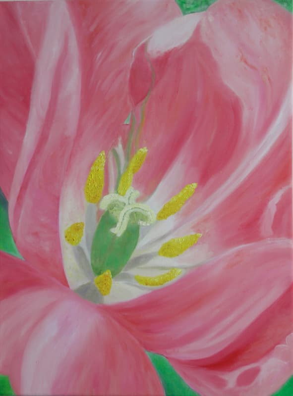 Pink Tulip — Close-up
