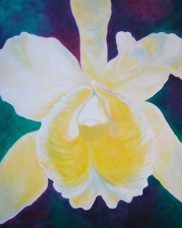White Cattleya Orchid 11