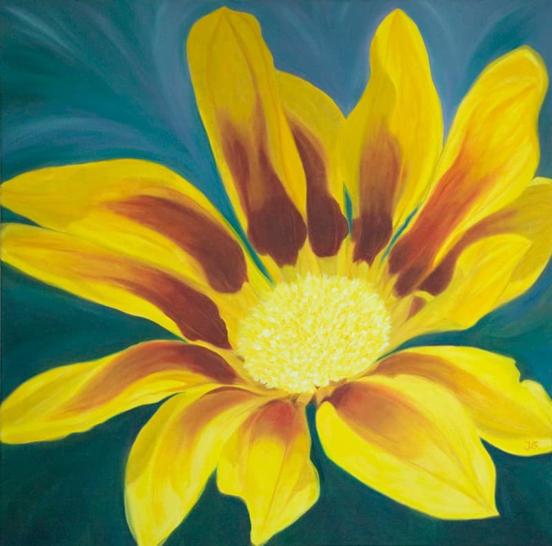Yellow Gazania